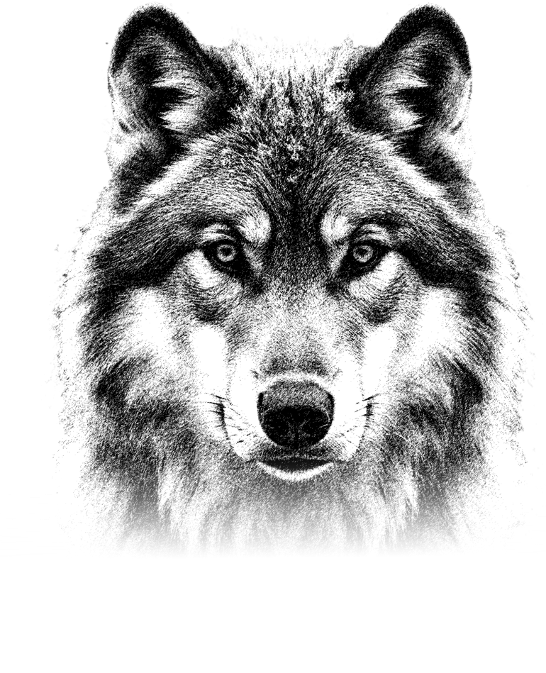 Black and white portrait of a wolf with an intense, direct stare