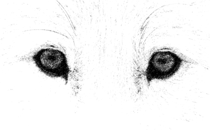 Close-up black and white image of wolf eyes with a calm, soft gaze