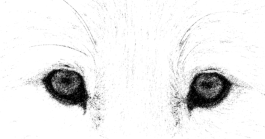 Black and white portrait of a wolf eyes with soft gaze