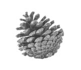 Black and white image of a pinecone tipped to the left showing its bottom